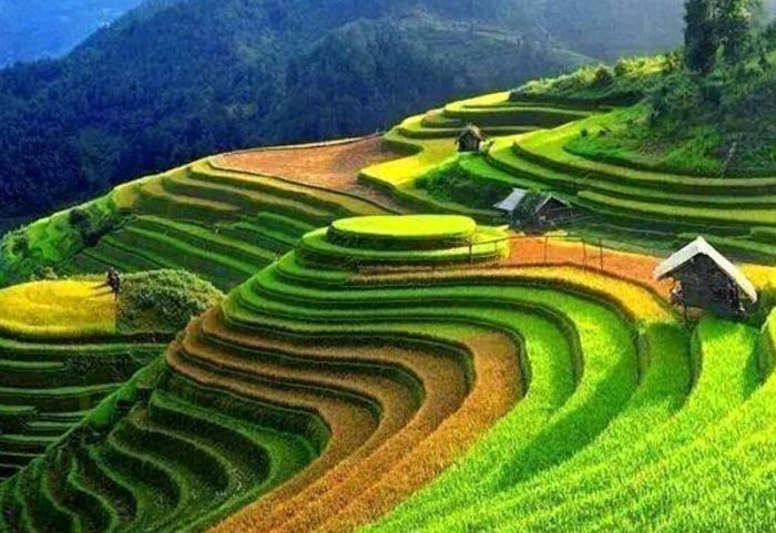 Rizières en terrase, Sapa, Vietnam